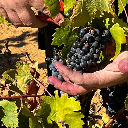 Corbieres * Montséret