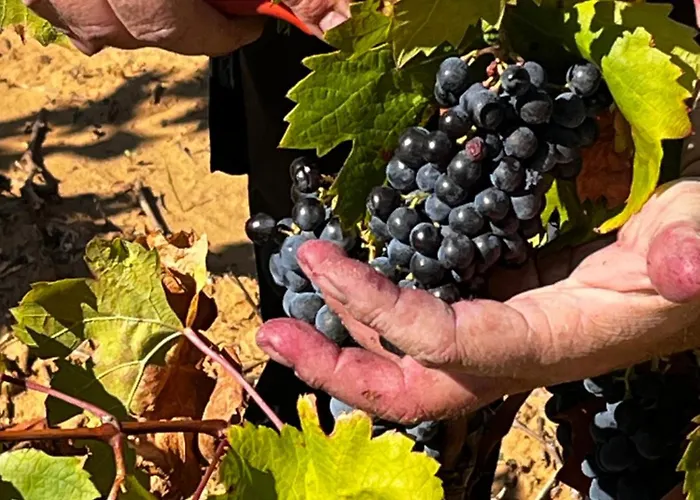 Corbieres * Montséret